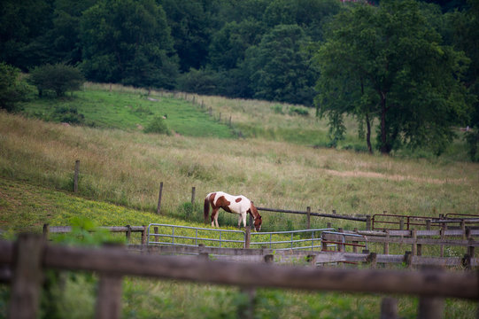 Painted Horse in Field