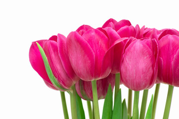 Fototapeta premium tulips on white background, close up