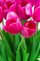 tulips on white background, close up