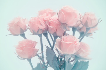 Pink roses close-up