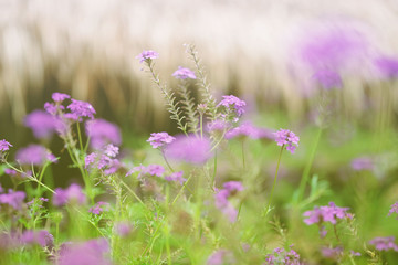 blur art background of vioet flower