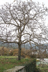 Obraz premium mount Athos