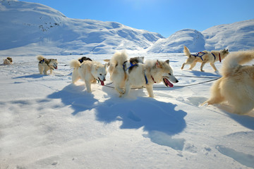 Sled dogs on the pack ice © Laurentiu Iordache