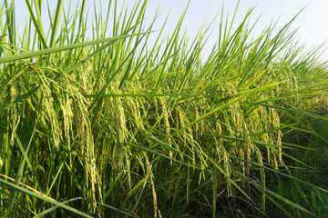 Rice field