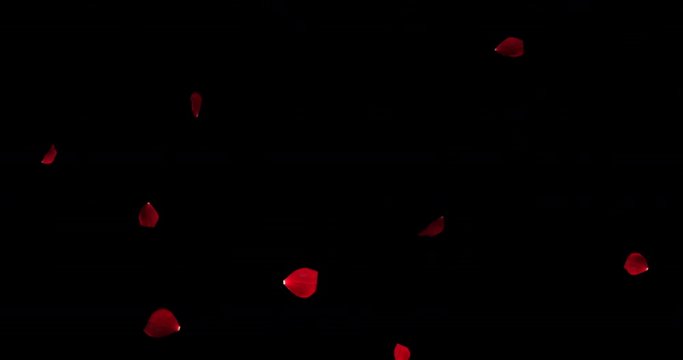 red colorful petals rose flying animation on black background, love and valentine day concept