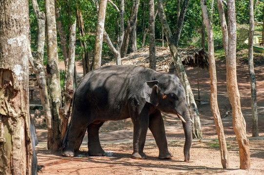 Elephant Waiting For Feeding At Kottoor, Kappukadu Elephant Rehabilitation Centre, Kerala, India