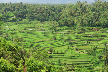 green terraced rice fields