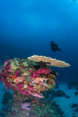 Naklejka na ściany i meble diver coral life diving Sudan Soudan Red Sea safari