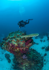 diver coral life diving Sudan Soudan Red Sea safari