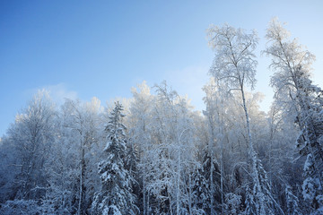 nature landscape winter forest frosted