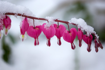 Frühlingsblumen im Schnee © ChristArt