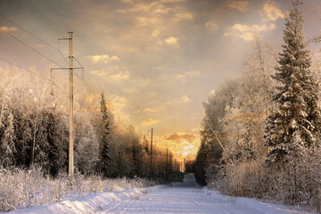 nature landscape winter forest frosted