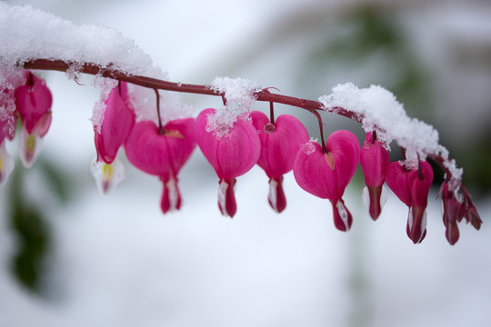 Fr&uuml;hlingsblumen im Schnee
