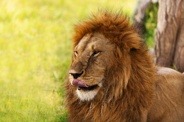 Close-up portrait of an old lion licking his lips