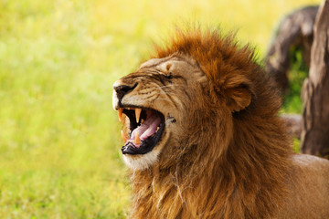 Portrait of old yawning lion on nature background