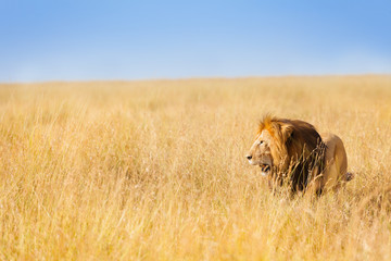 African lion hunting at wide spread of prairie