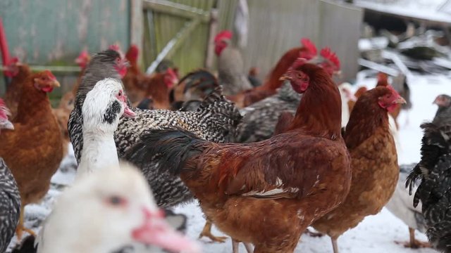 free-range poultry 