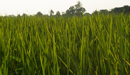 Rice field