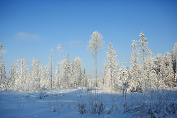 Nature winter landscape on a clear sunny day