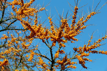 Sea buckthorn tree