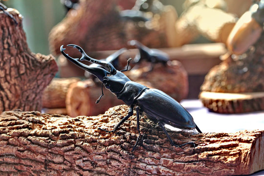 Handmade ,The beautiful beetle staffing ,Staffed giraffa mandible beetle ,male , perched on branches. Selective focus.
