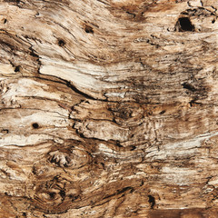 Close-up of an old wood texture