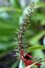 Tropical garden in Oasis Park on Fuerteventura. Canary Island. Spain