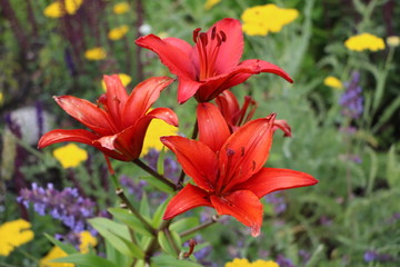 Fototapeta premium Red Lilies in public park Trädgårdsföreningen, Sweden Scandinavia 