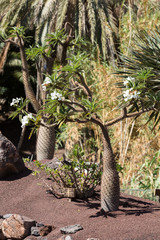 Tropical garden in Oasis Park on Fuerteventura. Canary Island. Spain