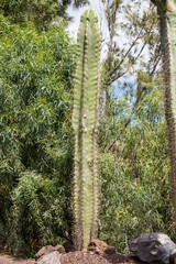 Pachycereus cactus on Fuerteventura, Canary Islands, Spain