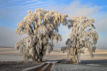 Winterlandschaft, Raureif