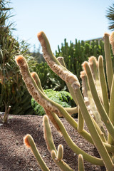 Beautiful Succulent Cactus Plants in Garden