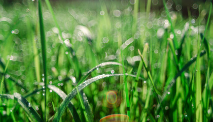 Сloseup of fresh green spring grass with dew drops suitable