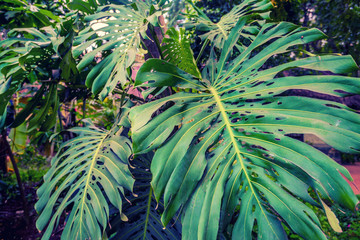 Fototapeta premium Big green leaf of Monstera plant