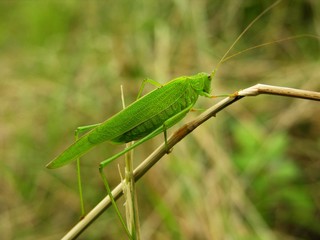 Europ&auml;ische Gottesanbeterin, Mantis religiosa, im Gras
