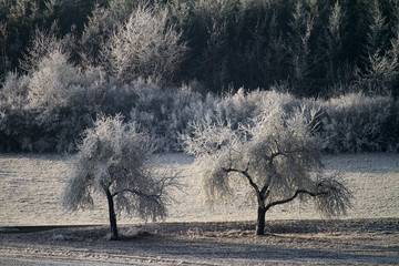 Winterlandschaft, Raureif