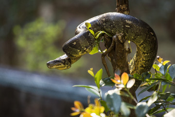 Snake in wilde life on a tree