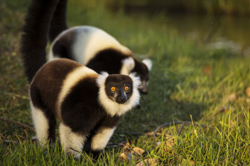 Naklejka premium Lemur in their natural habitat, Madagascar.