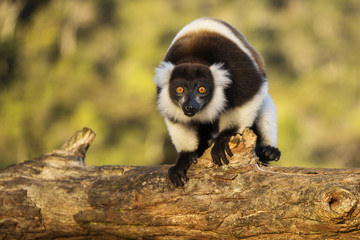 Lemur in their natural habitat, Madagascar.