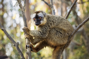 Lemur in their natural habitat, Madagascar.