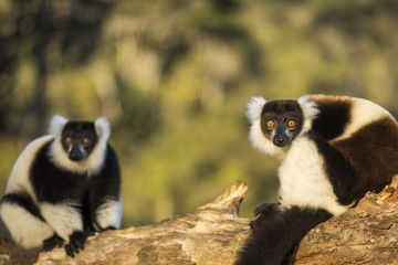 Lemur in their natural habitat, Madagascar.