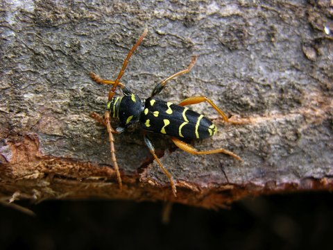 Eichenwidderbock, Wespenbock oder Eichenzierbock (Plagionotus arcuatus) auf Altholz