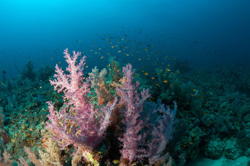 coral life diving Sudan Soudan Red Sea safari