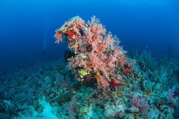 Fototapeta na wymiar coral life diving Sudan Soudan Red Sea safari