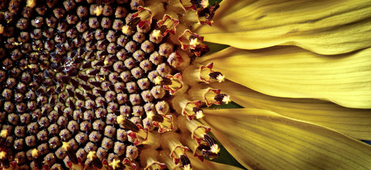 sunflower © Filippo Mantegna