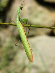 Europäische Gottesanbeterin, Mantis religiosa, im Gras