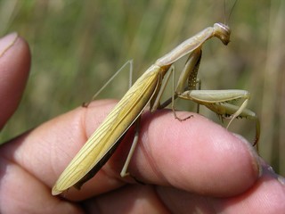 Europäische Gottesanbeterin, Mantis religiosa, im Gras
