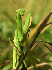 Europäische Gottesanbeterin, Mantis religiosa, im Gras