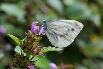 Kleiner Kohlweissling, Pieris rapae, saugt Nektar an Blüten der roten Taubnessel