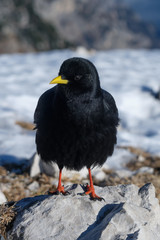 Black mountain bird